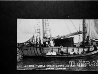 Landing turtle, Great Sound, George Town, 1985