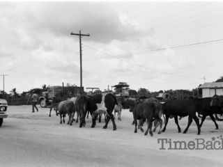 Moving cows, 1985