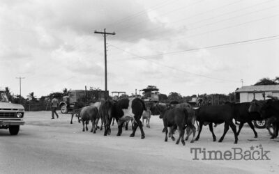 Moving Cows to the grass piece, 1985