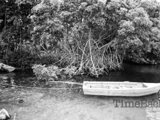 Boat tied up by mangroves, 1986