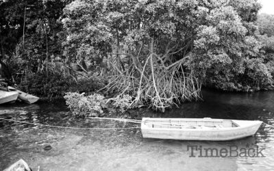 Boat tied up by Mangroves, 1986