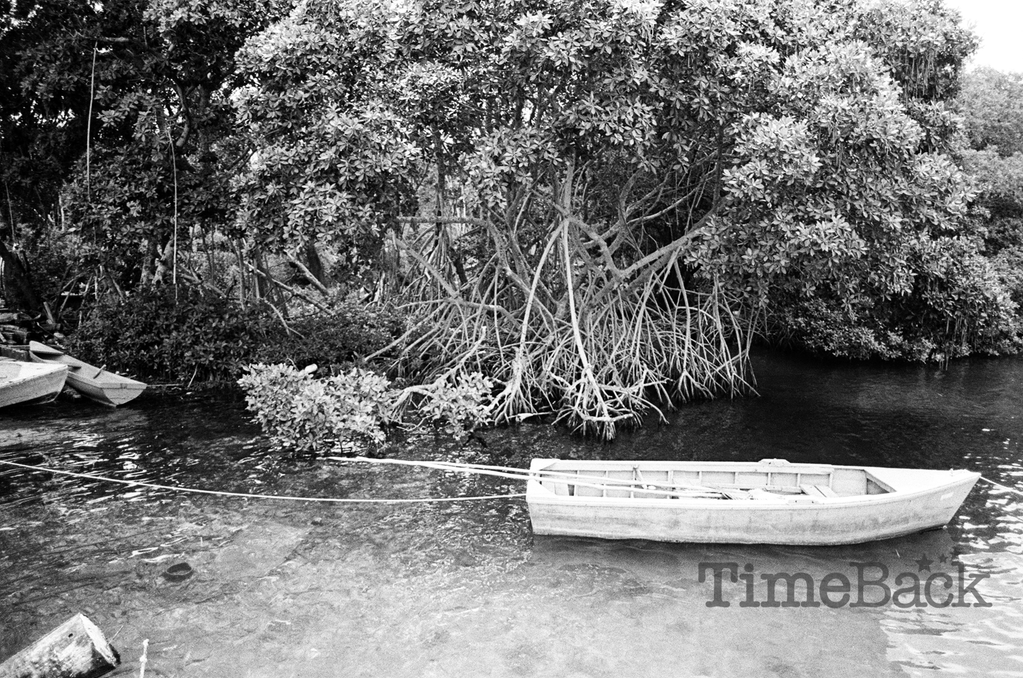 Boat tied up by Mangroves, 1986