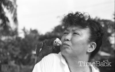 Pepe Falter Parrot, 1987
